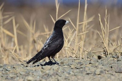 Black Lark