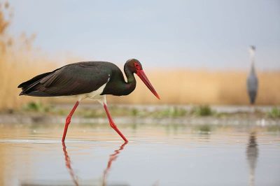 Black Stork