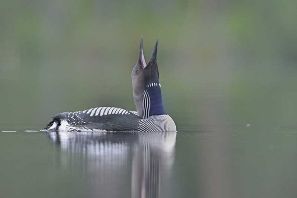 Black-Throated Diver
