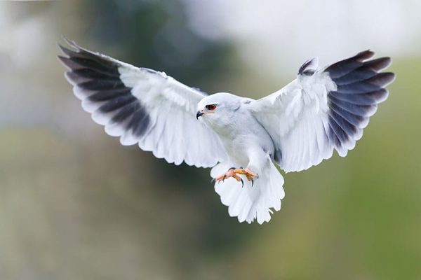 Black-Winged Kite