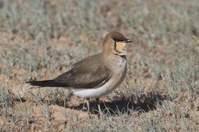 Black-Winged Pratincole