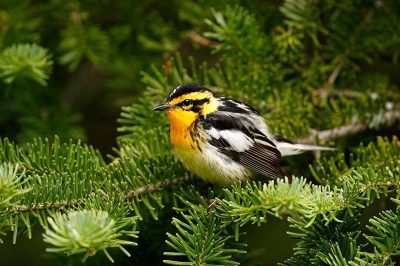 Blackburnian Warbler
