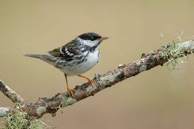 Blackpoll Warbler