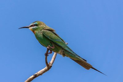Blue-Cheeked Bee-Eater