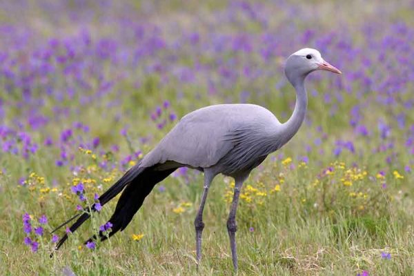 Blue Crane