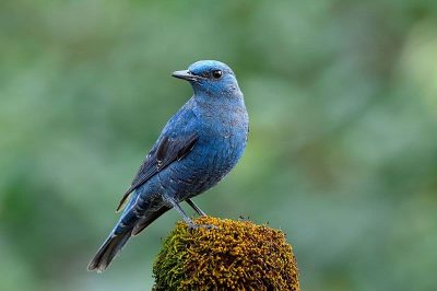 Blue Rock Thrush