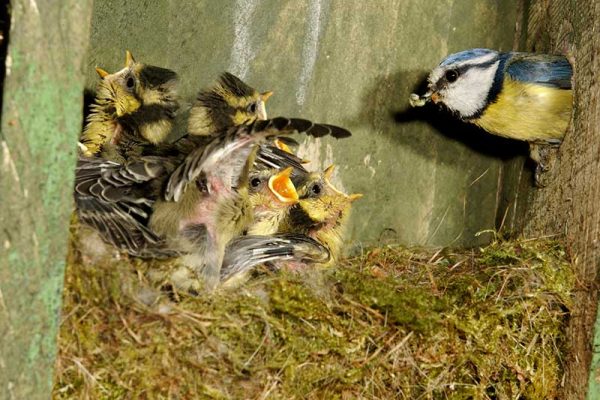 Blue Tit Chicks In A Nest Box