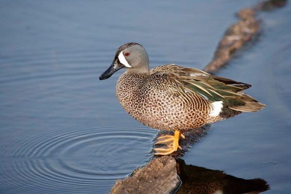 Blue-Winged Teal