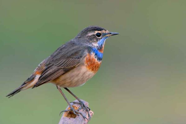 Bluethroat