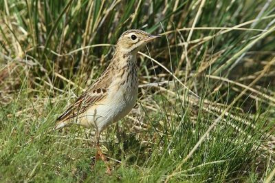 Blyth's Pipit