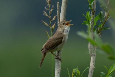 Blyth's Reed Warbler