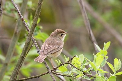 Booted Warbler