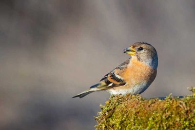 Brambling
