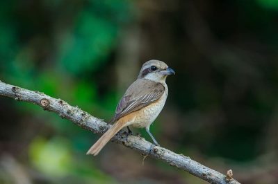 Brown Shrike