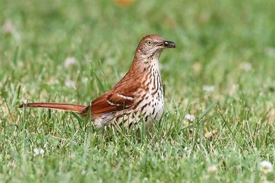 Brown Thrasher