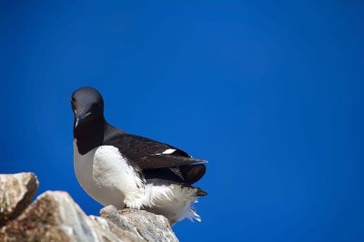 Brunnich's Guillemot