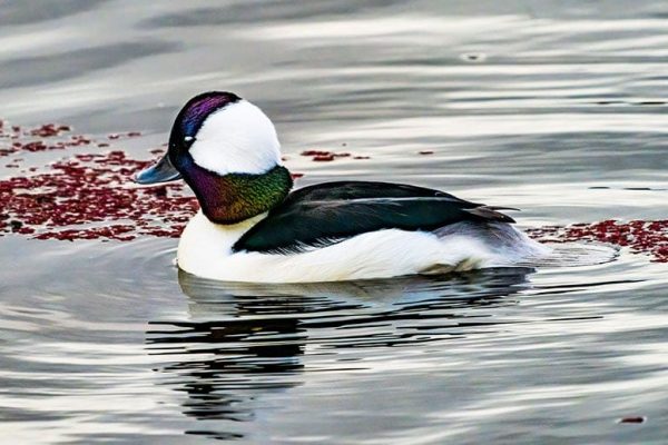 Bufflehead