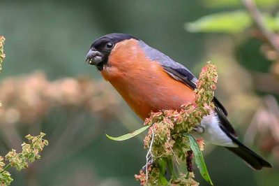 Bullfinch