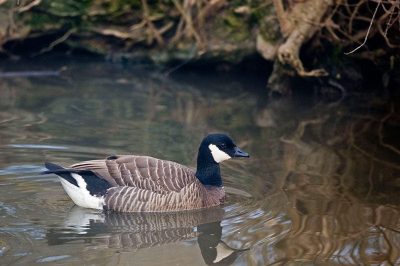 Cackling Goose