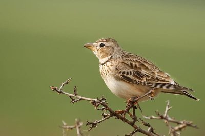 Calandra Lark
