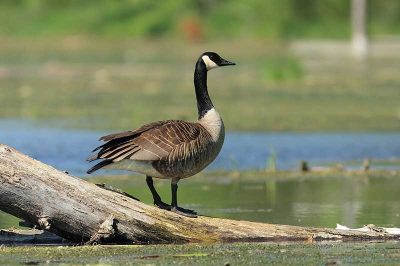 Canada Goose