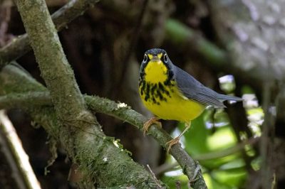 Canada Warbler