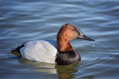 Canvasback