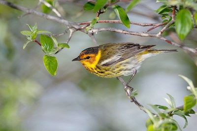 Cape May Warbler