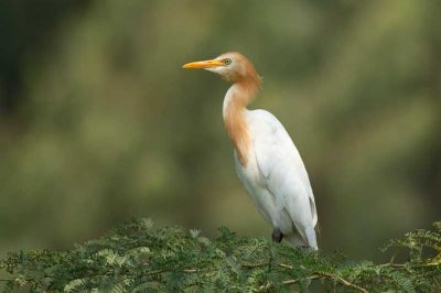 Cattle Egret