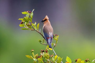 Cedar Waxwing