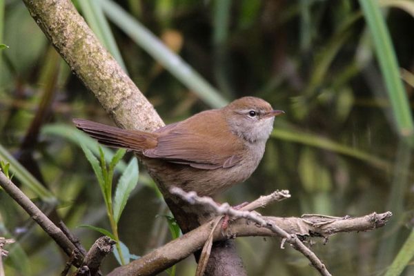 Cetti's Warbler