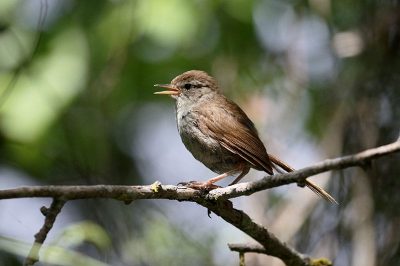 Cetti's Warbler