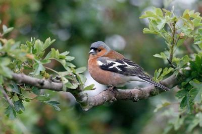 Chaffinch