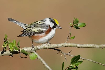 Chestnut-Sided Warbler