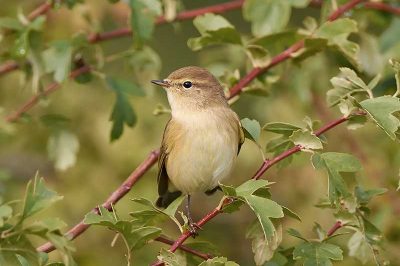 Chiffchaff