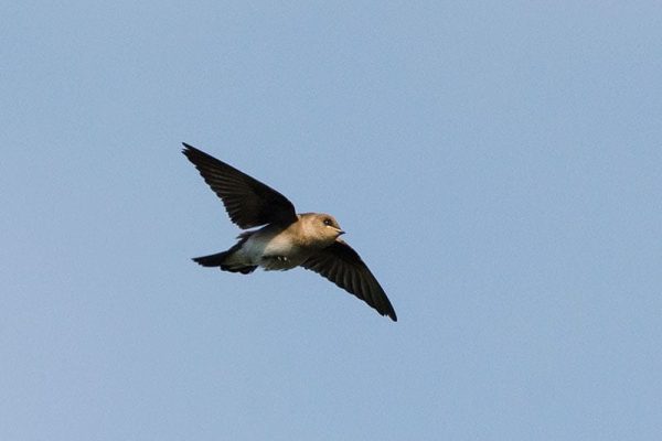 Chimney Swift