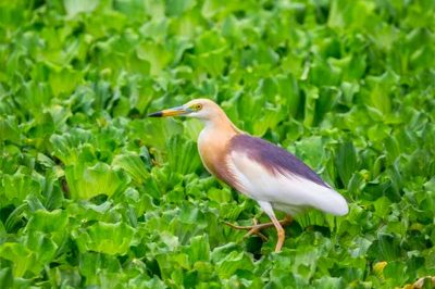 Chinese Pond Heron