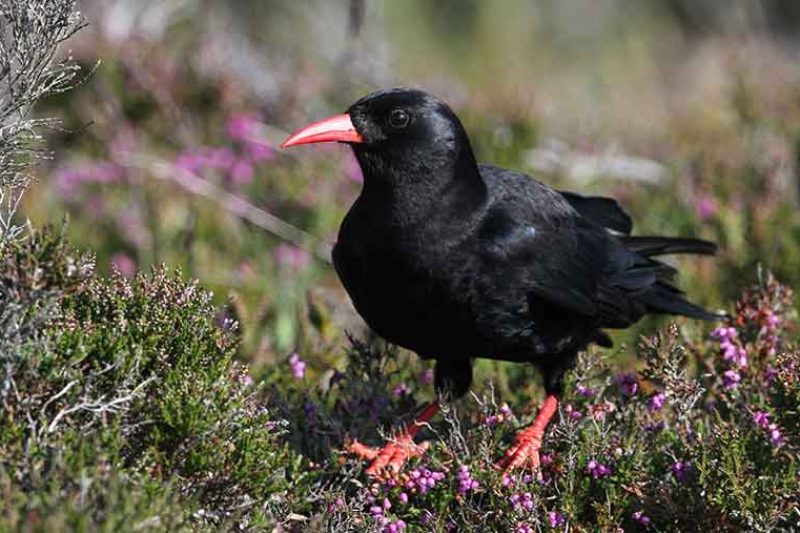 Chough