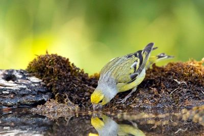 Citril Finch