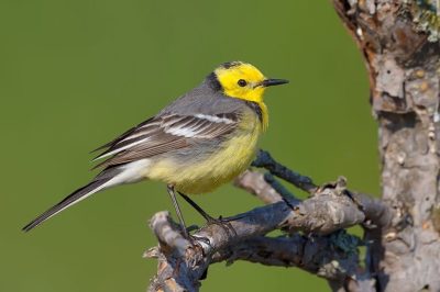 Citrine Wagtail