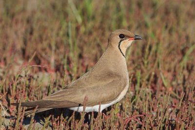 Collared Pratincole