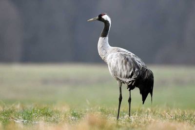 Common Crane