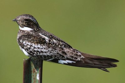 Common Nighthawk