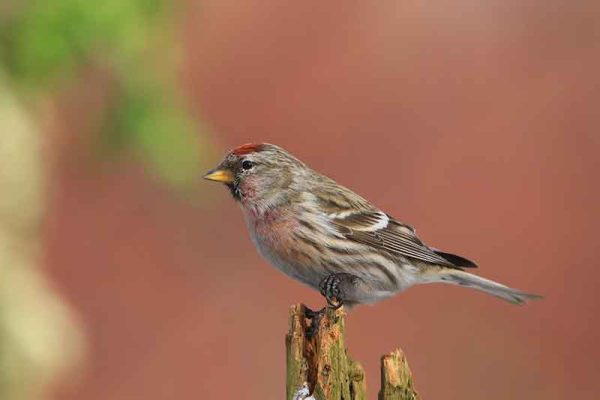 Common Redpoll
