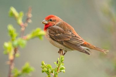 Common Rosefinch