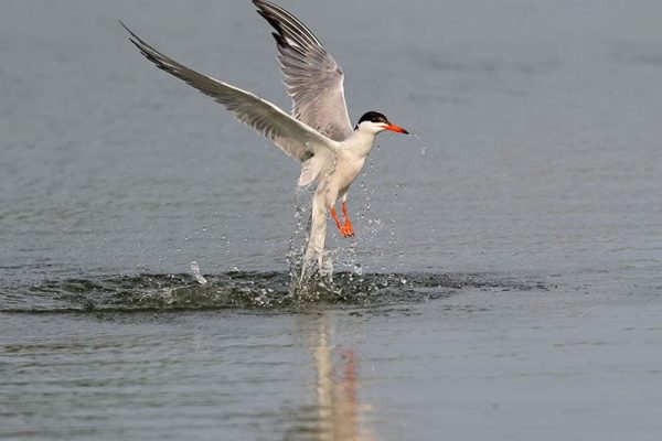 Common Tern