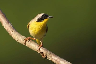 Common Yellowthroat