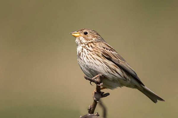 Corn Bunting