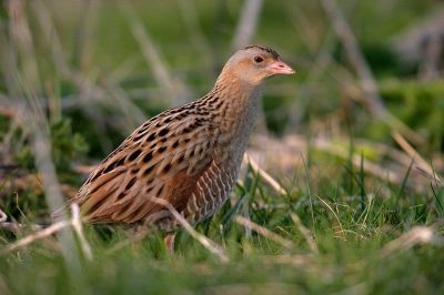 Corncrake