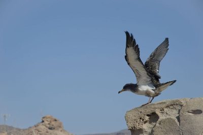 Cory's Shearwater